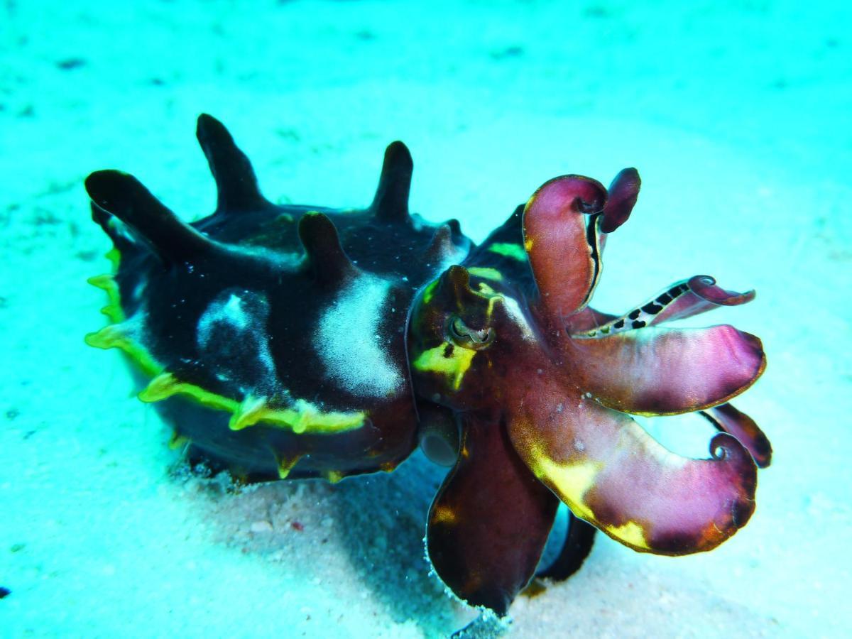 Malapascua Exotic Island Dive Resort Daanbantayan Экстерьер фото